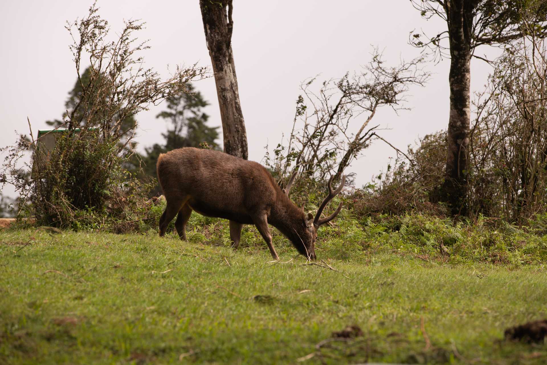 Horton Plains ⇌ Udaweriya